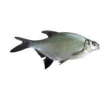 Keszeg egész 10% glazúr 200-400 g/db