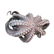 Polip egész (Octopus Vulgaris)  