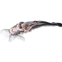 FH Afrikai harcsatörzs bőrös Lédig  