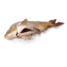 FH Ponty tisztított egész Lédig  